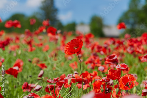 Fototapeta Naklejka Na Ścianę i Meble -  beautiful poppy flower field on a sunny summer day