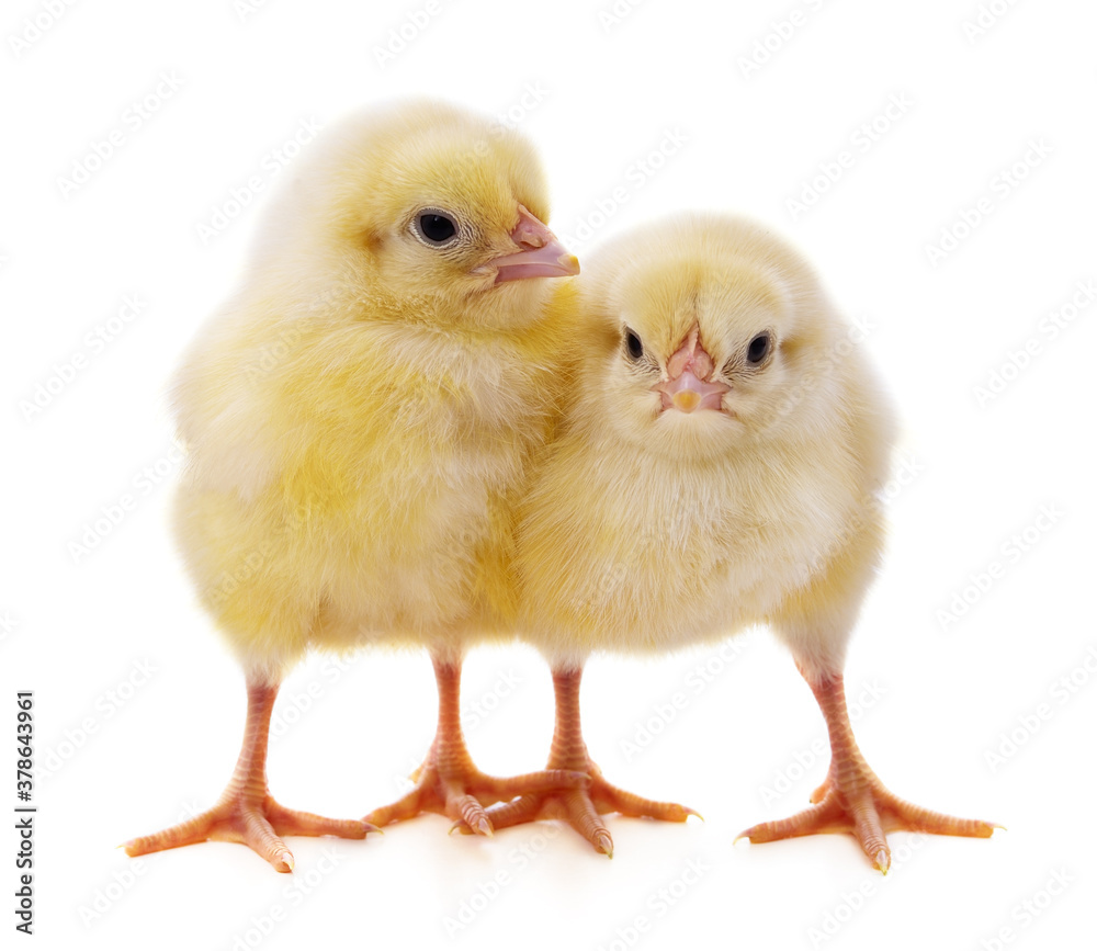 Obraz premium Two yellow chickens.