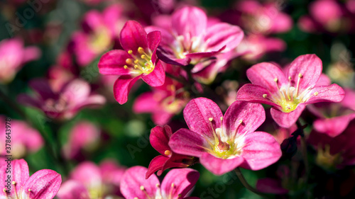 The delicate flowers of Saxifraga 'Peter Pan'
