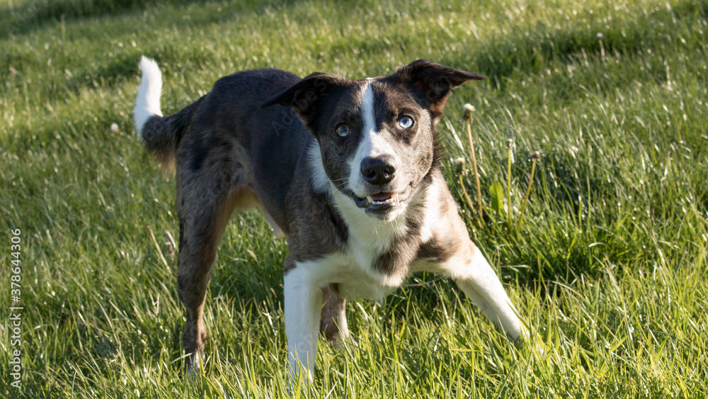 A wall-eyed Brindle and Merle Border Collie enjoying his daily exercise A wall-eyed Brindle and Merle Border Collie enjoying his daily exercise