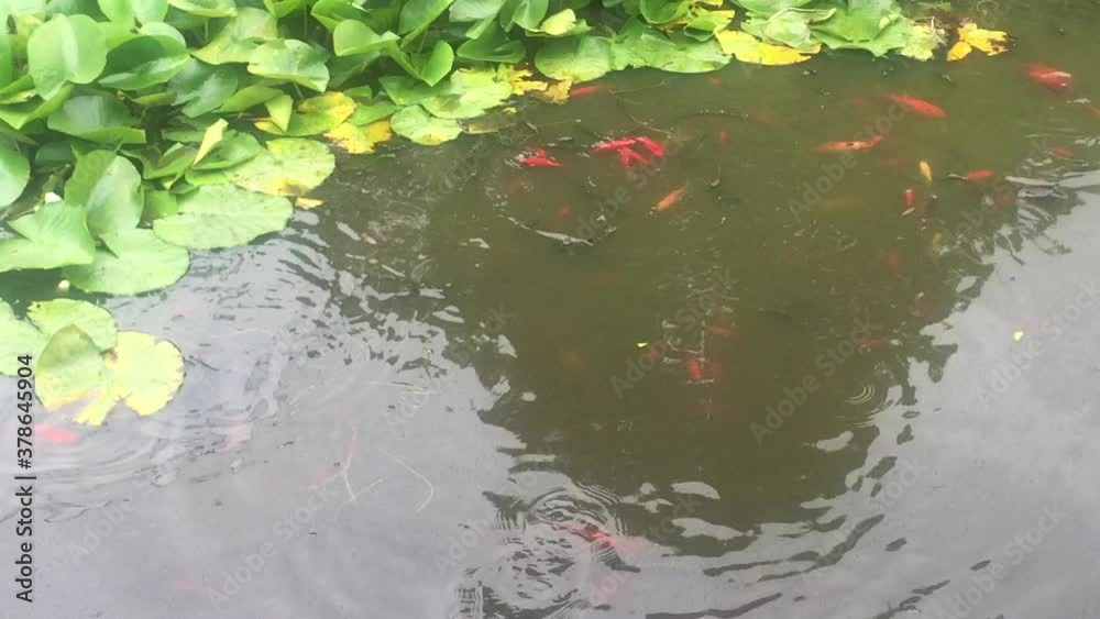 goldfish in pond being fed shot from above background with copy space, goldfish swimming at surface goldfish in pond being fed shot from above background with copy space, goldfish swimming at surface