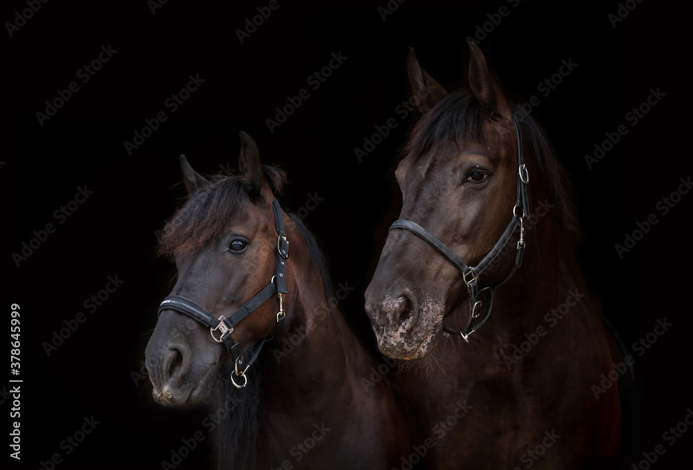 Obraz premium 2 Rappen vor dunklem Hintergrund