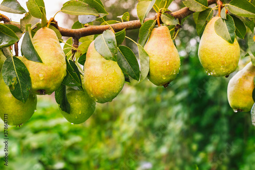 Bunch of Ripe juicy pears hanging on tree branches in fruit garden. summer autumn nature background. yellow green Pear for harvest in orchard isolated. Water drops on pear. Copy space. Fall harvesting