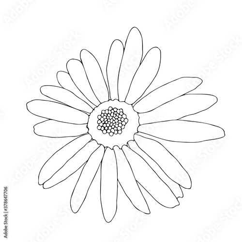 vector hand drawing linear art isolated on white background chamomile flower