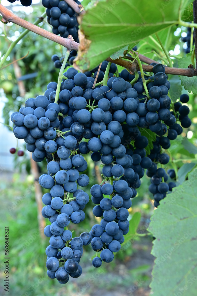 Clusters of ripe deep blue grape on the vine
