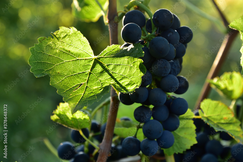 Ripe blue grape on the vine and sunlight going through the leaf
