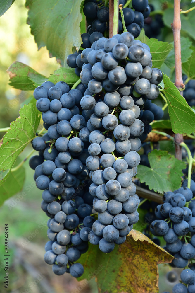 Clusters of ripe deep blue grape on the vine