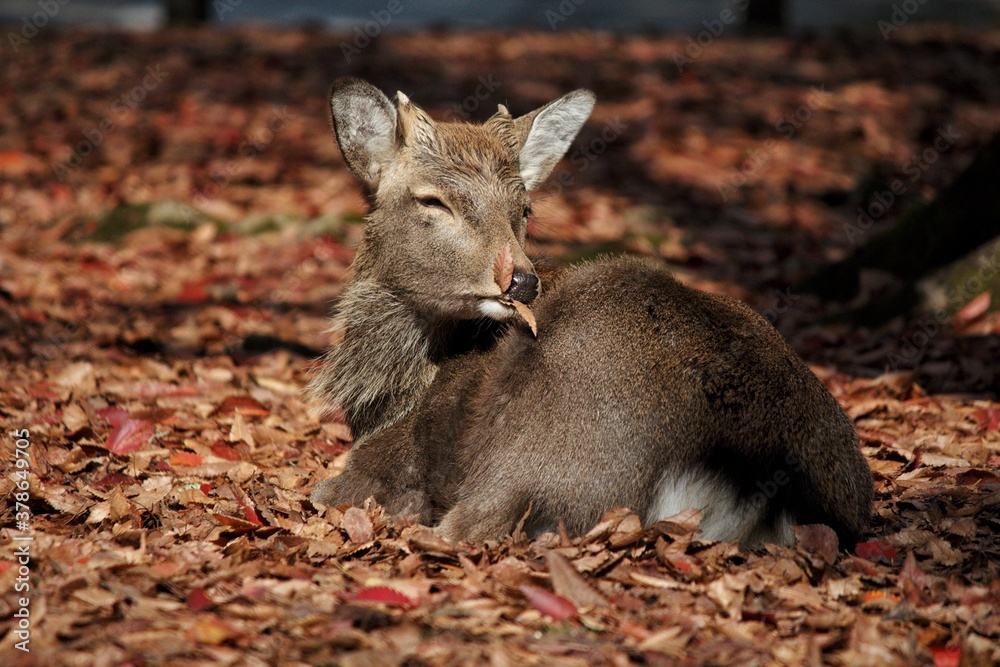 Fototapeta premium jeleń w parku