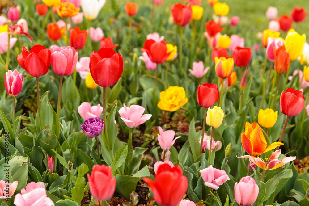 Tulips and flowers in Turkey.