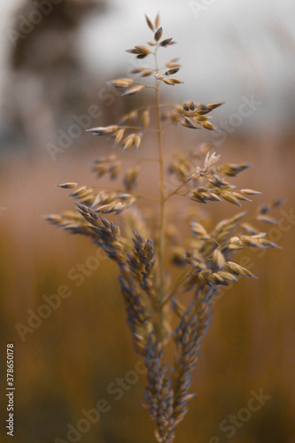 grass in the wind, flores, naturaleza, paisaje  © Natalia