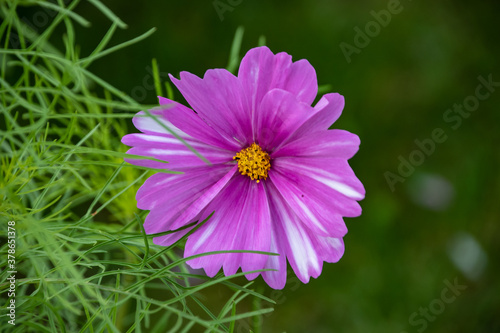 Summer flowers pink cosmos flowers - in Latin Cosmos Bipinnatus