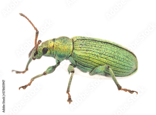 Photos Phyllobius weevil isolated on whie background, macro photo