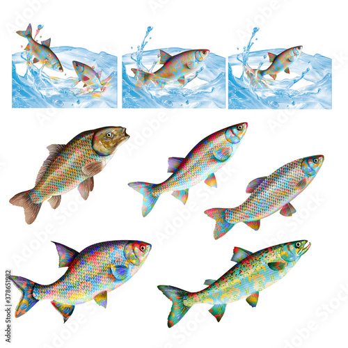 poisson, animal, isolé, eau, aquarium, poisson coloré, rouge, pêche, sous-marin, nature, mer, tropical, bleu, blanc, ailette, nager, animal de compagnie, océan, fond blanc, marin, aquatique, couleur, 