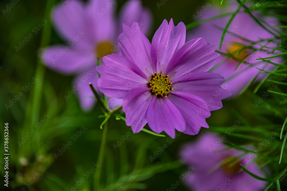 Fototapeta premium Summer flowers pink cosmos flowers - in Latin Cosmos Bipinnatus