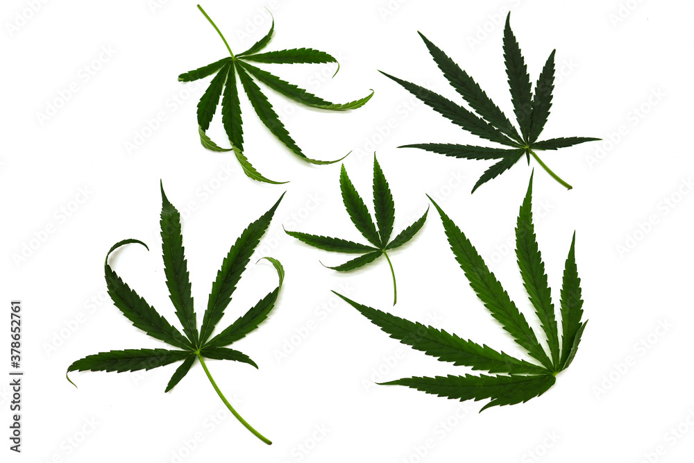 Herb leaf