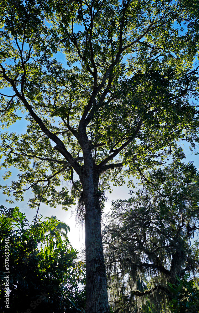 Fototapeta premium Monkey pot tree (Lecythis pisonis) Rio de Janeiro, Brazil