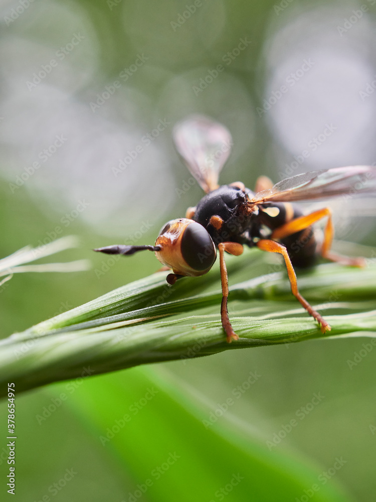 fly on leaf fly on leaf