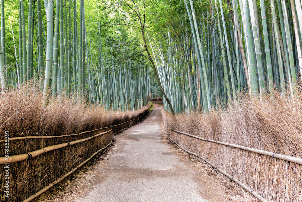 Fototapeta premium Bamboo Forest in Arashiyama in Kyoto, Japan