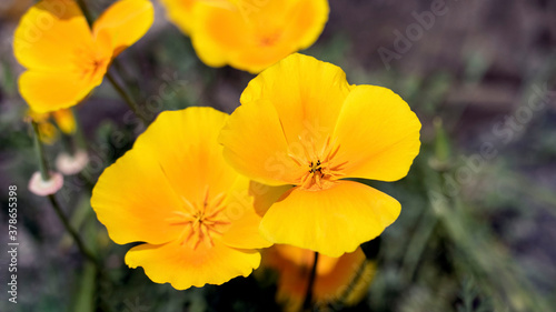 Yellow and Orange Poppies growing at the side of the road © TheBackyardPilgrim