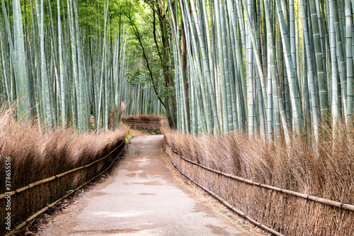 Bamboo Forest in Arashiyama in Kyoto, Japan