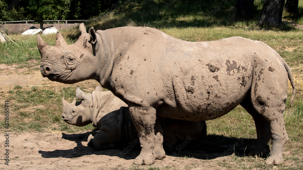 An Eastern Black Rhino mum and calf