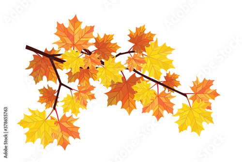 Maple branch isolated on white background. Vector illustration.