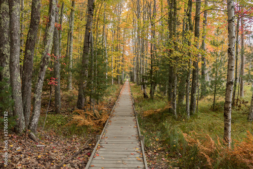 An Inviting Fall Path in Maine