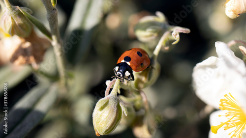 A Seven Spotted Ladybird on a flower bud