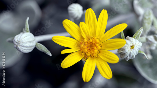 Brachyglottis 'Silver Dormouse', with bright yellow flowers