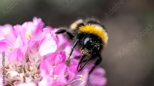 A Bumble Bee searching for pollen on a Sea Thrift