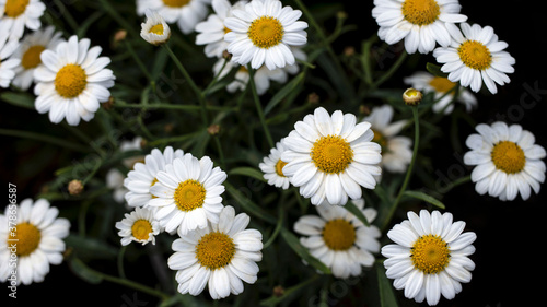 Large white flowers blowing in the wind © TheBackyardPilgrim