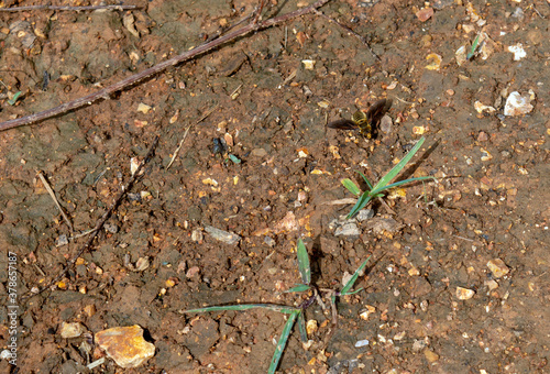 A front view of a honey bee with outspread wings as it rests on almost desert like dry ground in a Missouri drought. Bokeh effect.