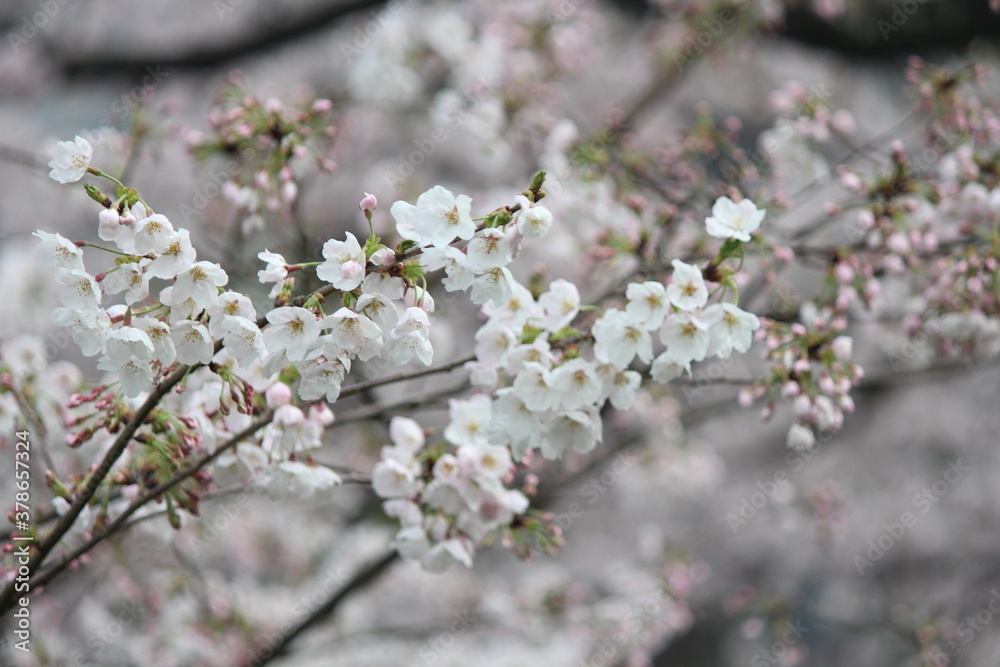 cherry tree blossom