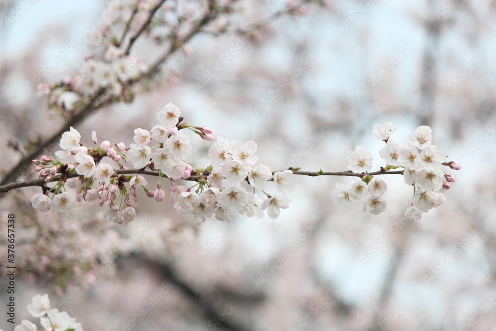 cherry tree blossom