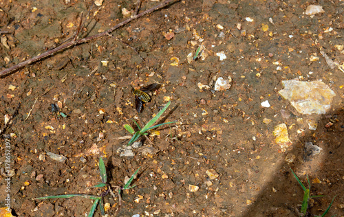 Missouri weather turned hot and dry leaving a brown crusty parched ground. The dirt is where this honey bee decided to rest and spread its wings for a spell. Bokeh effect. photo