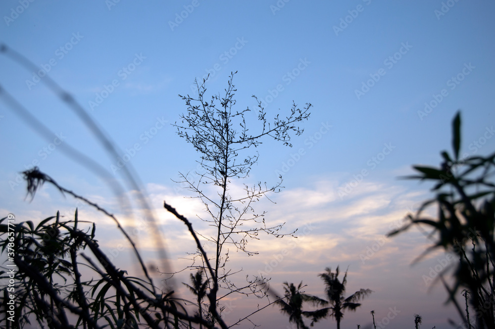 Fototapeta premium grass and sky