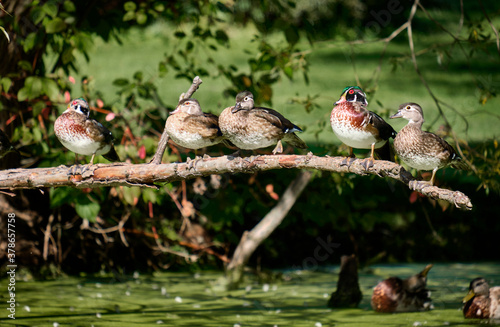 Flock of wood duck (Aix sponsa) sitting on branch over pond, females and males in eclipse plumage photo