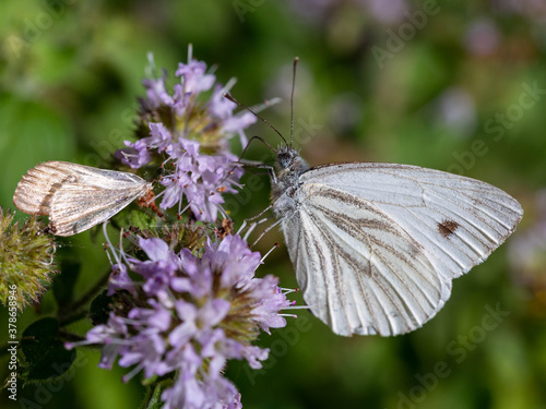 Papillon Pieris-brassicae. photo