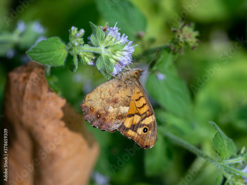 Papillon tircis. photo