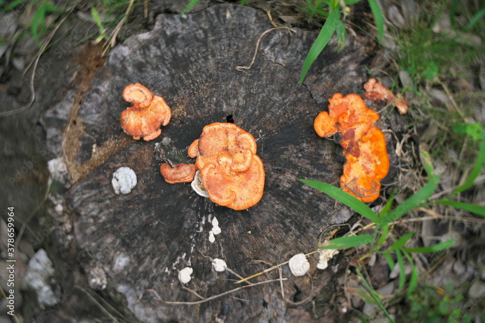 Tokyo,Japan-September 18, 2020: Swirly bokeh--Pycnoporus coccineus on stump
Tokyo,Japan-September 18, 2020: Swirly bokeh--Pycnoporus coccineus on stump