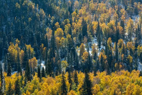 View of autumn bright yellow forest in the Altai mountains, Russia.