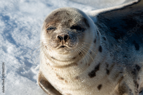 Harp seal squinting its eyes as it looks towards the sun. Its silver gray fur coat is shiny with dark harp or wishbone shapes. The wild animal has a dark nose, dark eyes, long whiskers and flippers.