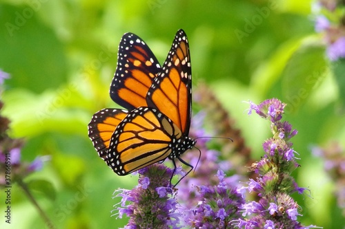 Monarch on purple flower © Donny