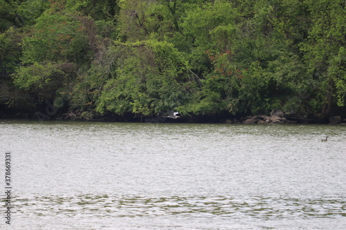 Heron in Flight