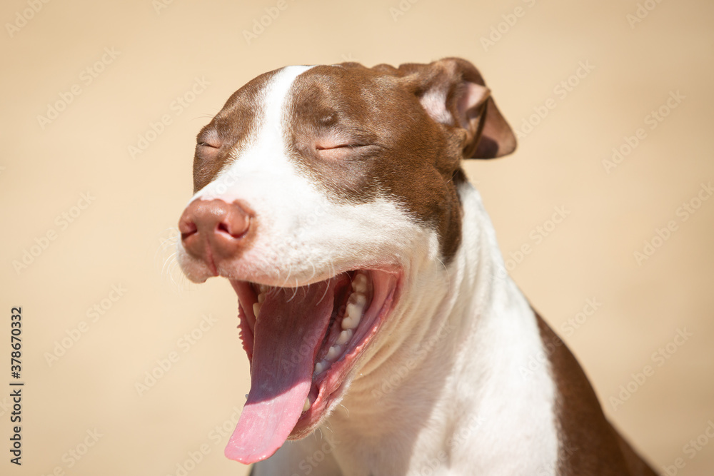 American Terrier Pitbull yawning with tiredness