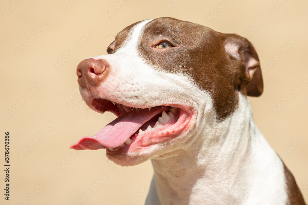 Portrait of a American Terrier Pitbull