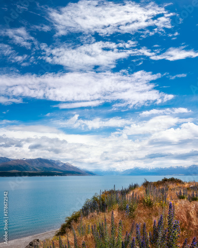 Vertical panorama at Lake Pukaki  a famous alpine lake in New Zealand  South Island  attracting film-makers and alpinists from around the world. Lupine flowers are blooming on the shore in December.