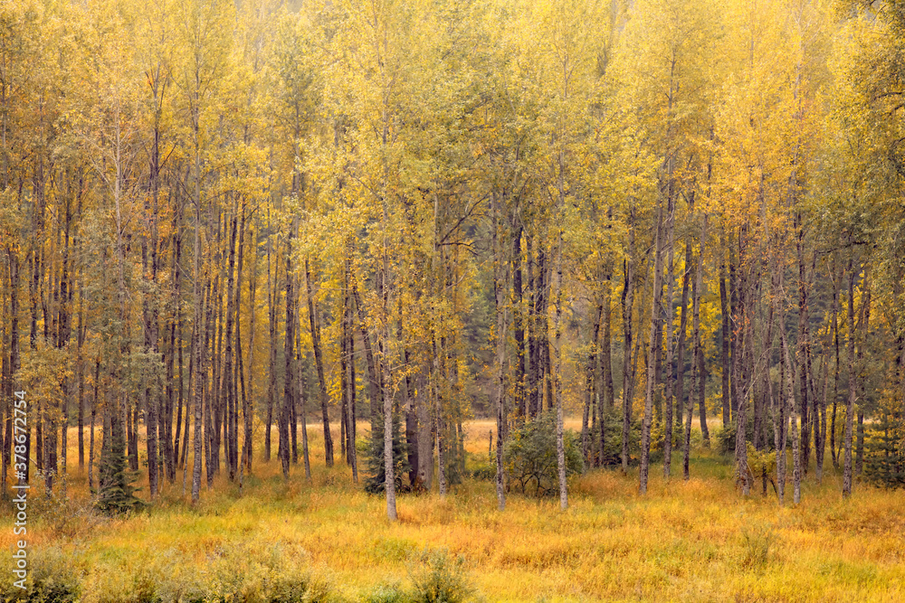 Original autumn photograph of a stand of trees turning gold in the fall with golden undergrowth