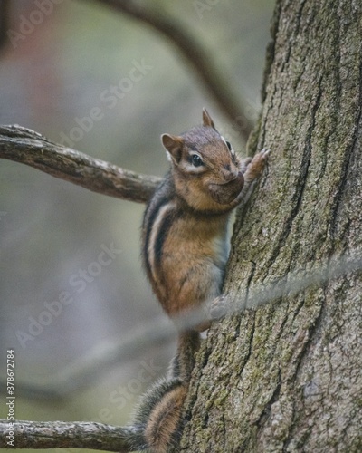 Squirrel © Samuel