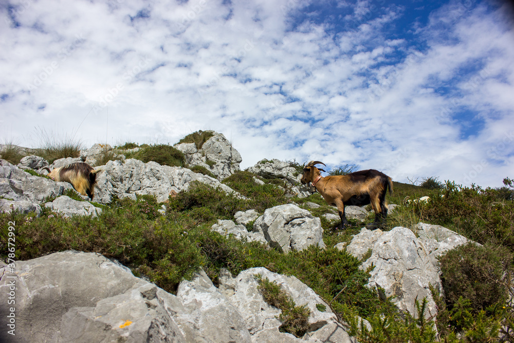 picture of a goat in the bush with breathtaking views of the mountains